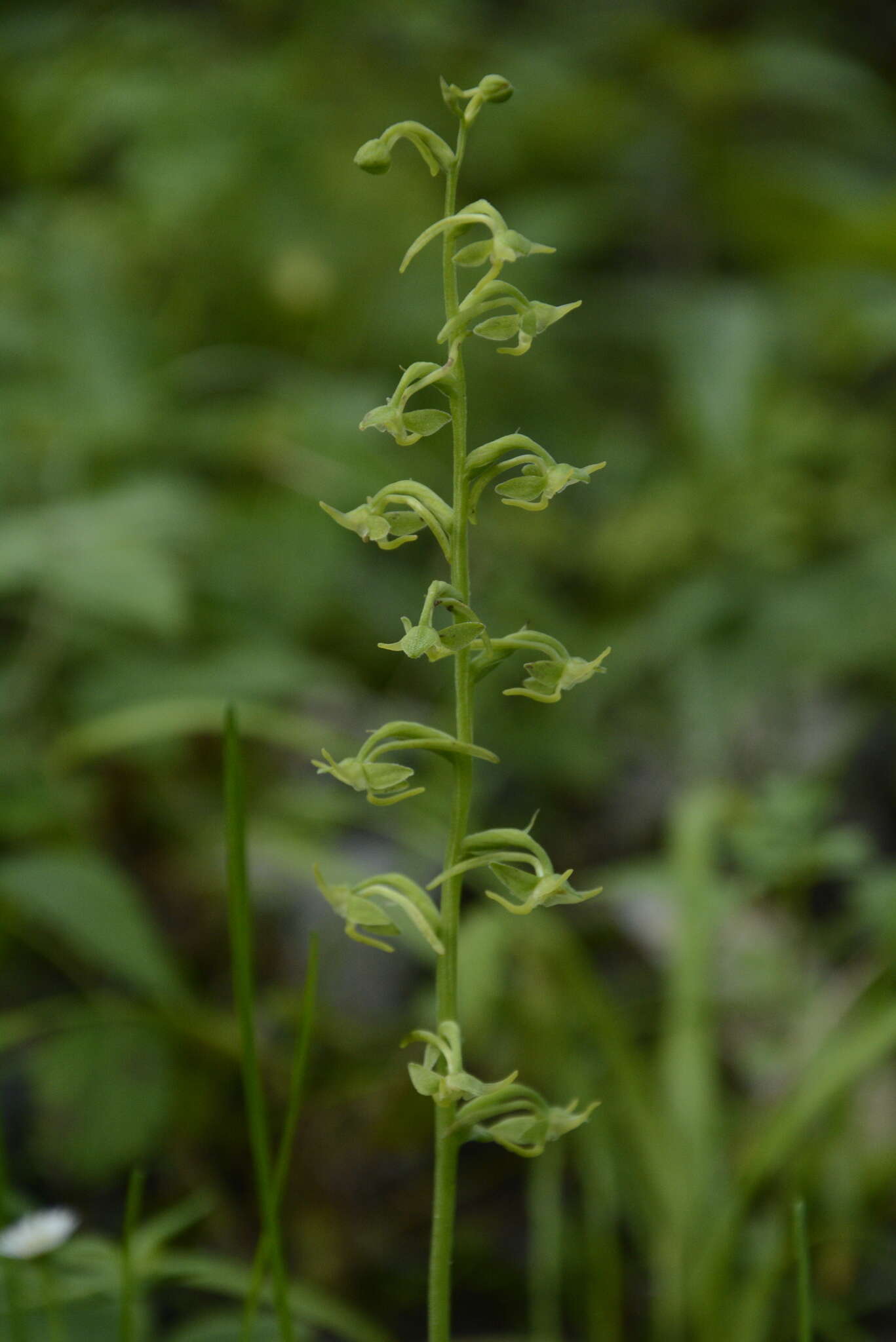 Слика од Herminium edgeworthii (Hook. fil. ex Collett) X. H. Jin, Schuit., Raskoti & Lu Q. Huang