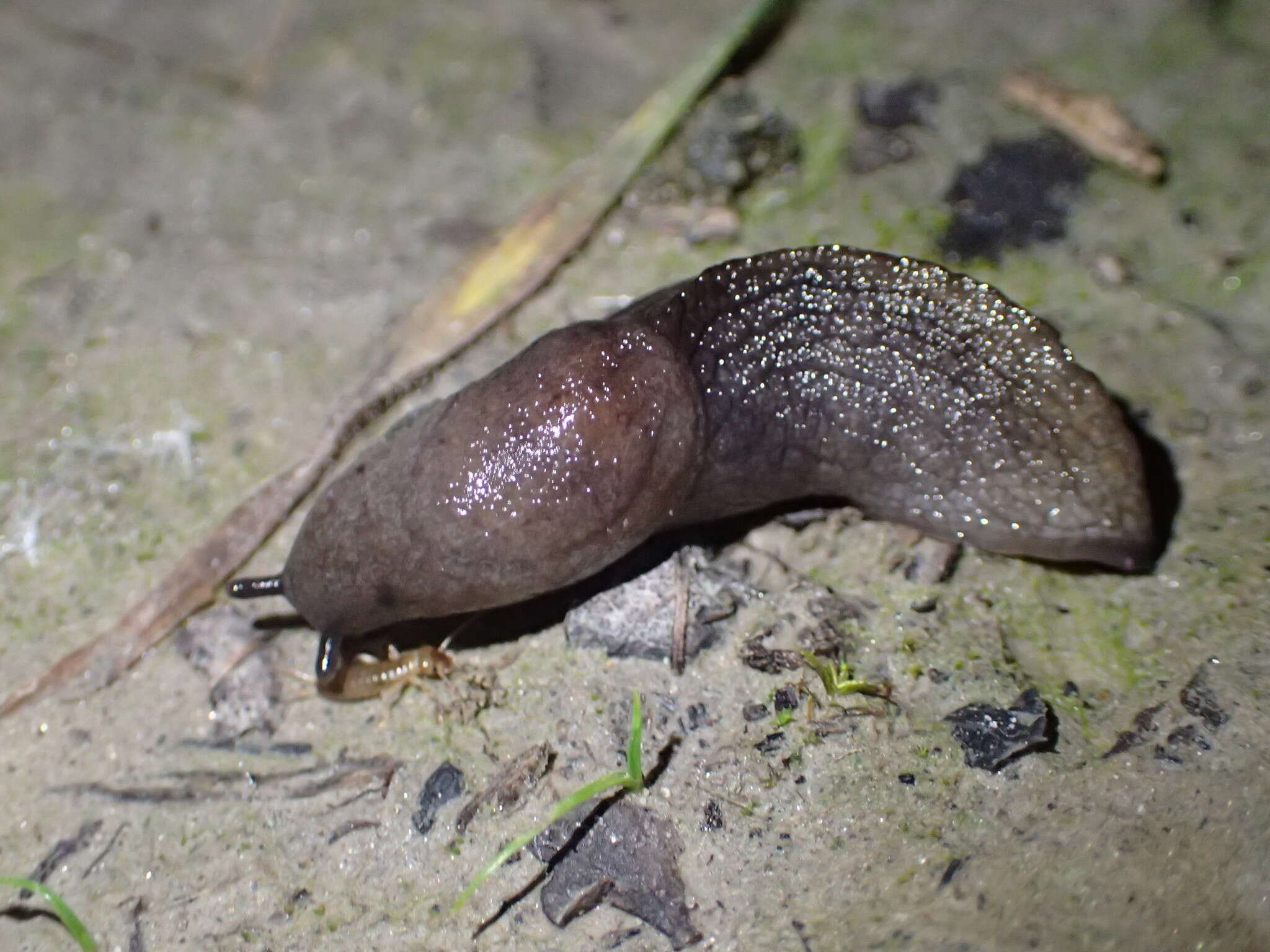 Image of Parmacelloidea P. Fischer 1856