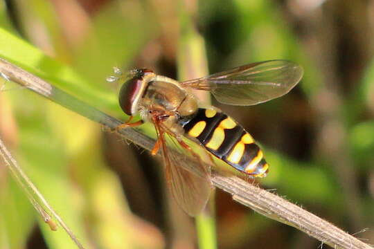 Image de Eupeodes fumipennis (Thomson 1869)