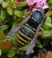 Image of Forest Yellowjacket