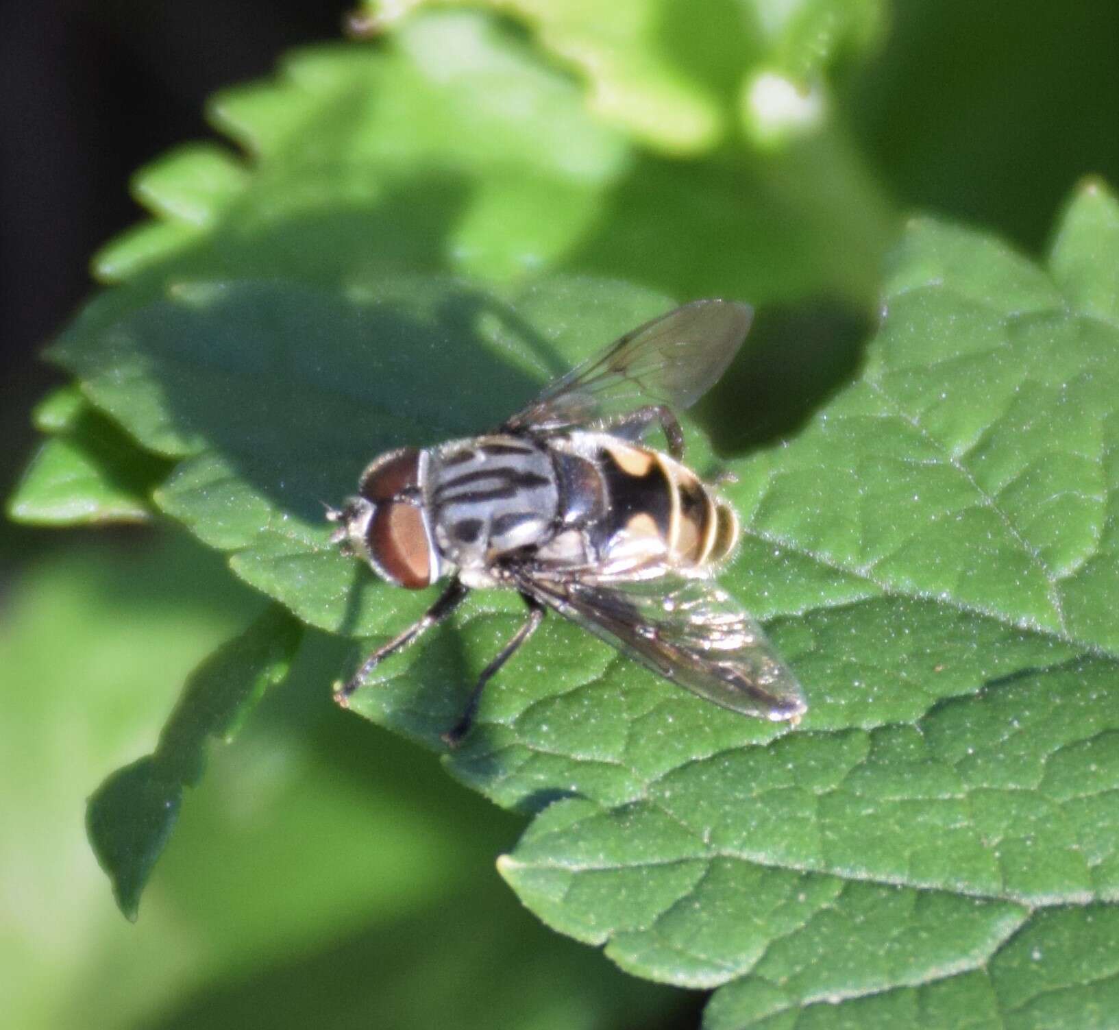 Image of Palpada furcata (Wiedemann 1819)