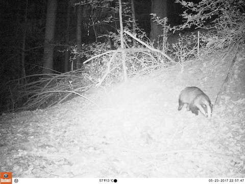 Image of badger