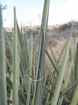 Yucca baccata Torr. resmi