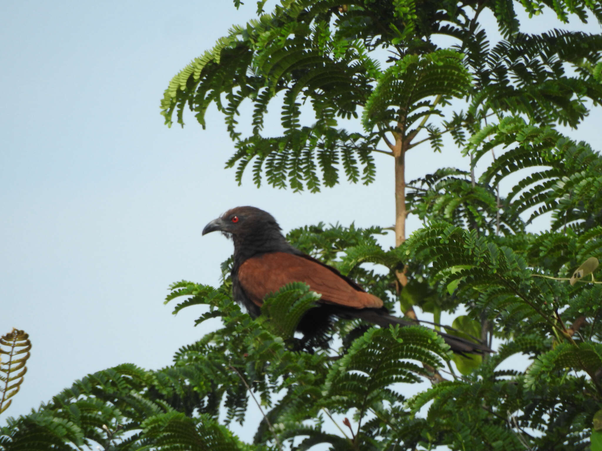 Imagem de Centropus sinensis parroti Stresemann 1913