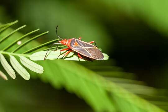 Image of Cotton Stainer