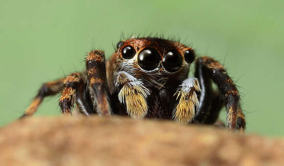 Image of Habrocestum africanum Wesolowska & Haddad 2009