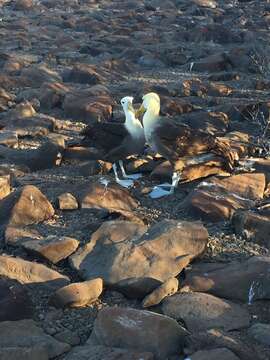 Image of Waved Albatross