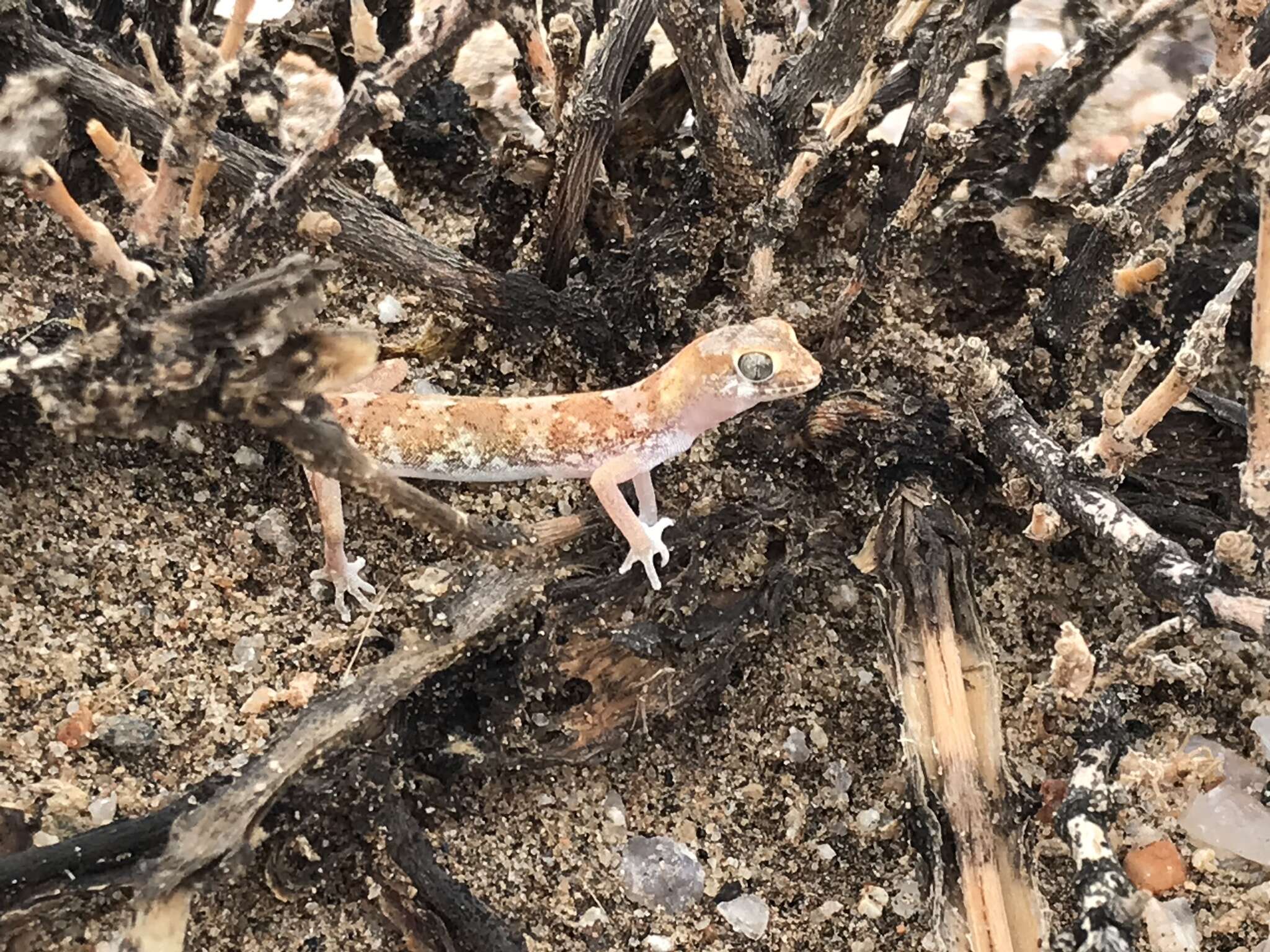 Image of Pachydactylus latirostris Hewitt 1923