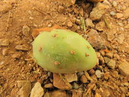 Sivun Opuntia tehuacana S. Arias & U. Guzmán kuva