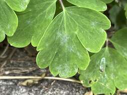 Image of Erysiphe aquilegiae subsp. aquilegiae