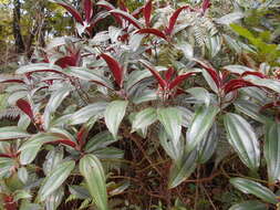 Miconia oinochrophylla Donn. Sm. resmi