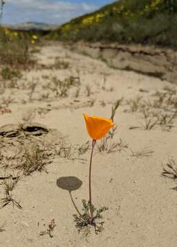 Image of Lemmon's poppy