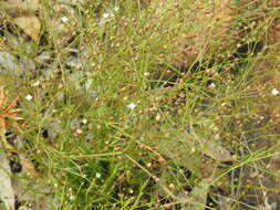 Sivun Oldenlandia herbacea (L.) Roxb. kuva