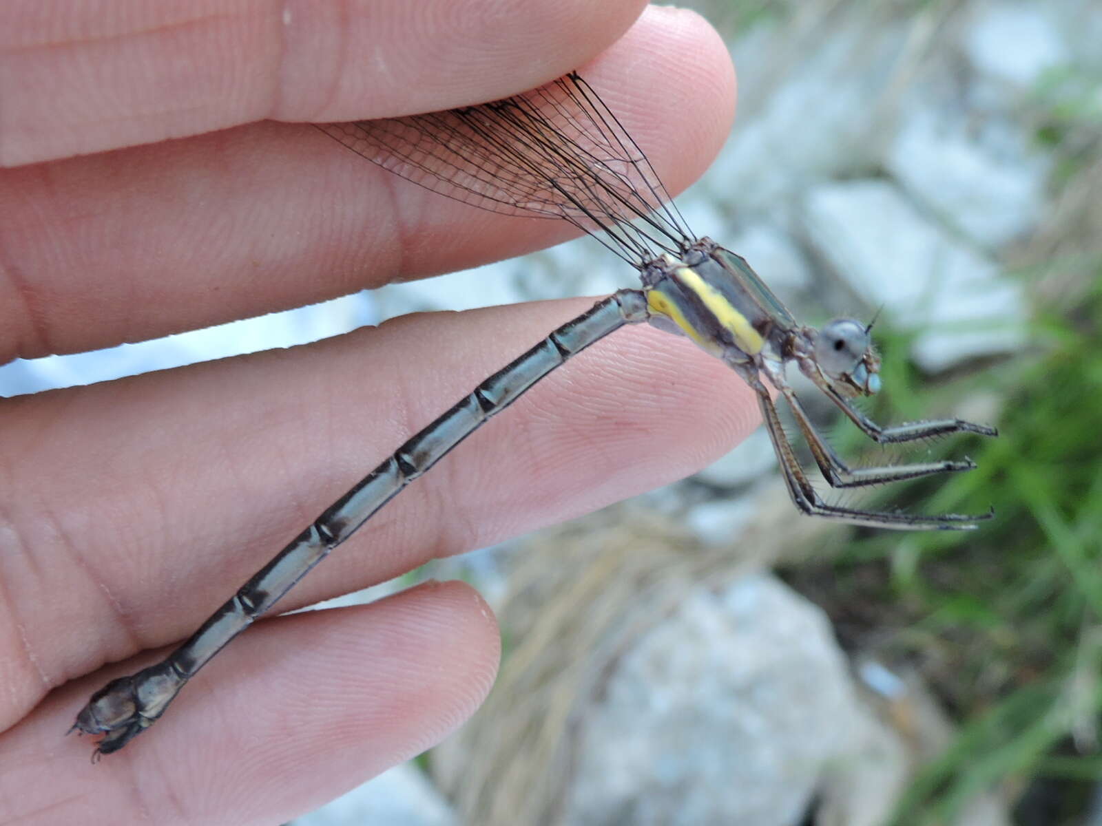 Image of Great Spreadwing