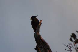 Image of Checker-throated Woodpecker