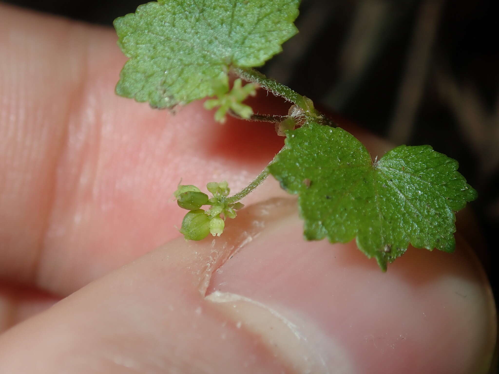 Image de Hydrocotyle hirta R. Br. ex A. Rich.