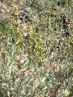 Image of timberline sagebrush