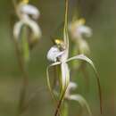 Image of Caladenia dorrienii Domin