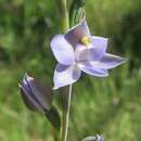 Image of Collared sun orchid