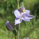 صورة Thelymitra simulata D. L. Jones & M. A. Clem.