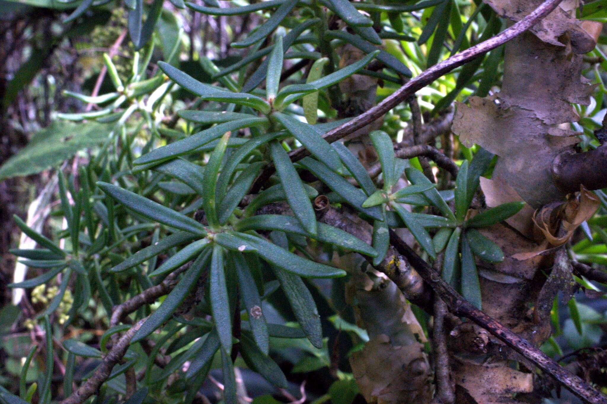 Sedum frutescens Rose resmi