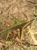 Image of Echinops strigosus L.