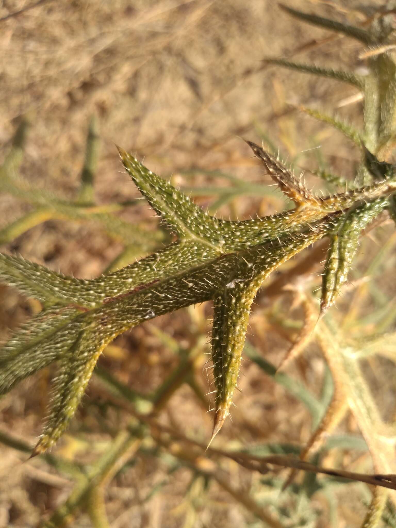 Image of Echinops strigosus L.