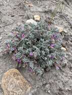 Image of Goose Creek milkvetch