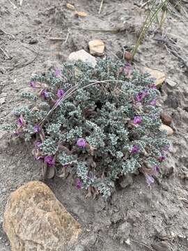 صورة Astragalus anserinus N. D. Atwood, S. Goodrich & S. L. Welsh