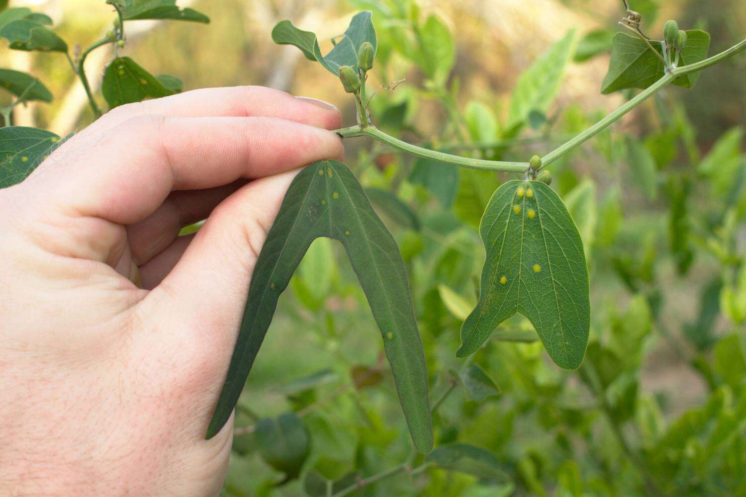 Image of Passiflora cuneata Willd.