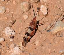 Image of Three-banded Grasshopper