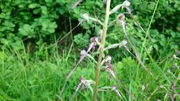 Himantoglossum adriaticum H. Baumann resmi