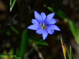 صورة Gentiana arisanensis Hayata