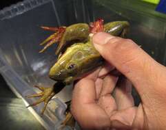 Image of Lithobates megapoda (Taylor 1942)