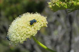 Image of Hermas villosa (L.) Thunb.