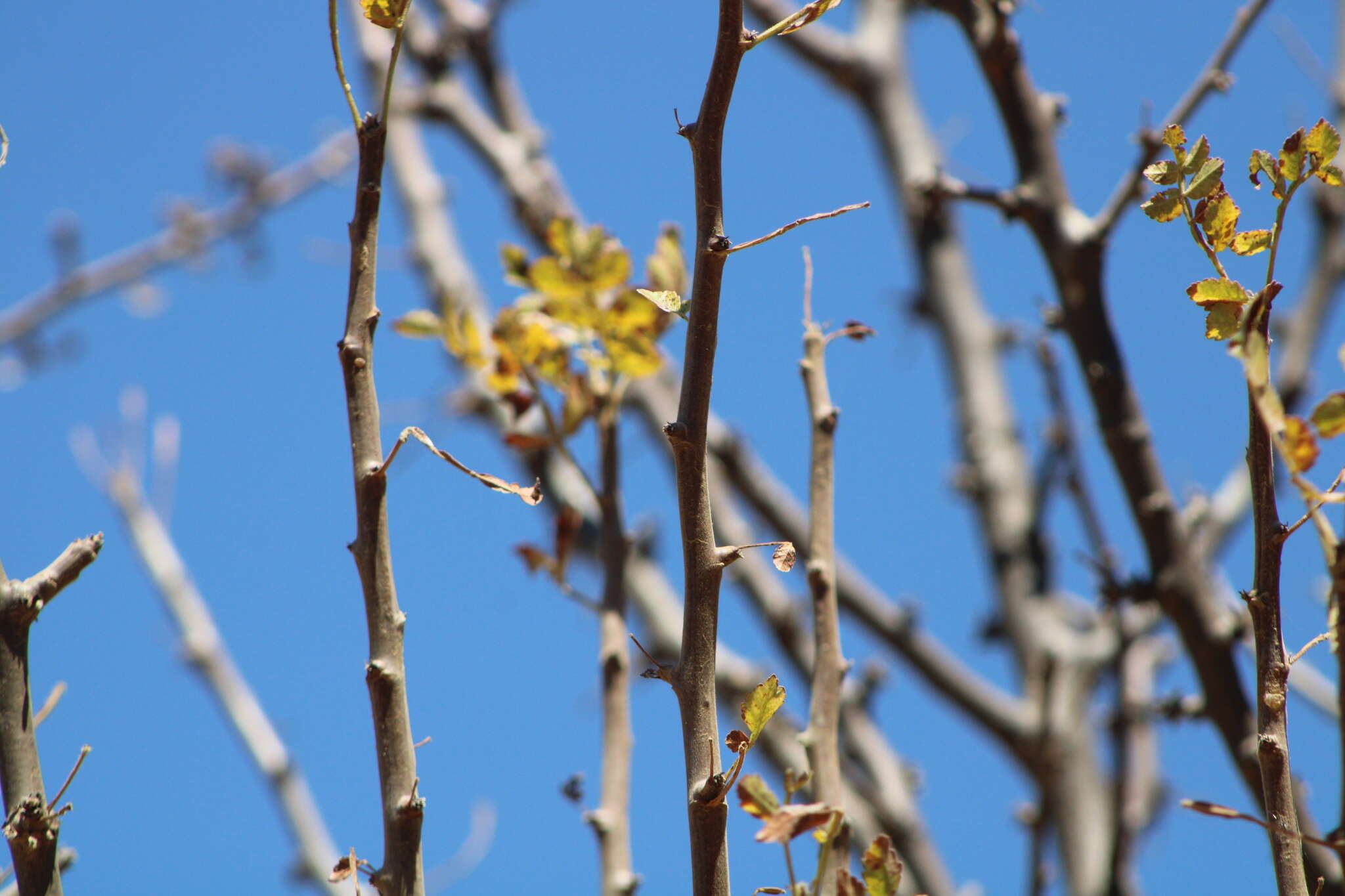 Image de Bursera palmeri S. Wats.