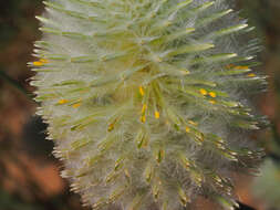 Ptilotus xerophilus的圖片