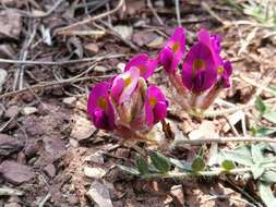 Image of Oxytropis bicolor Bunge