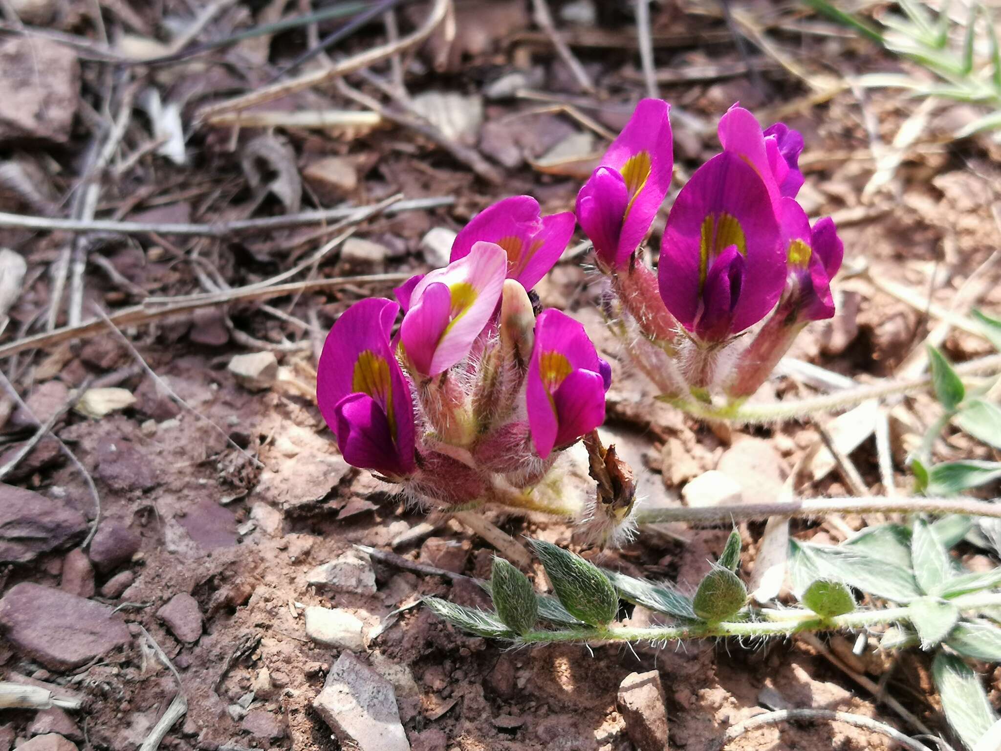 Image of Oxytropis bicolor Bunge