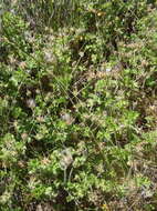 Image of rose scented geranium