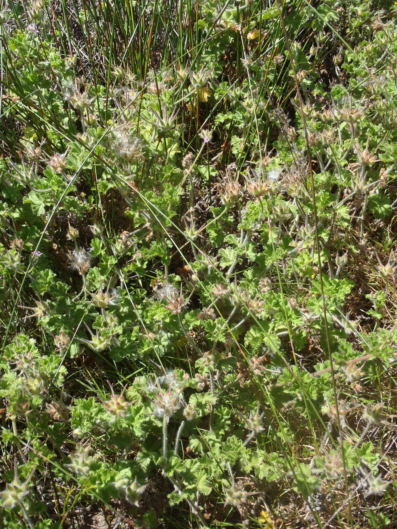 Image of rose scented geranium