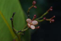 Image of Garcinia amplexicaulis Vieill. ex Pierre