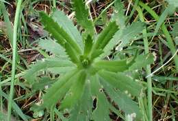 Image of Gonocarpus elatus (A. Cunn. ex Fenzl) Orchard