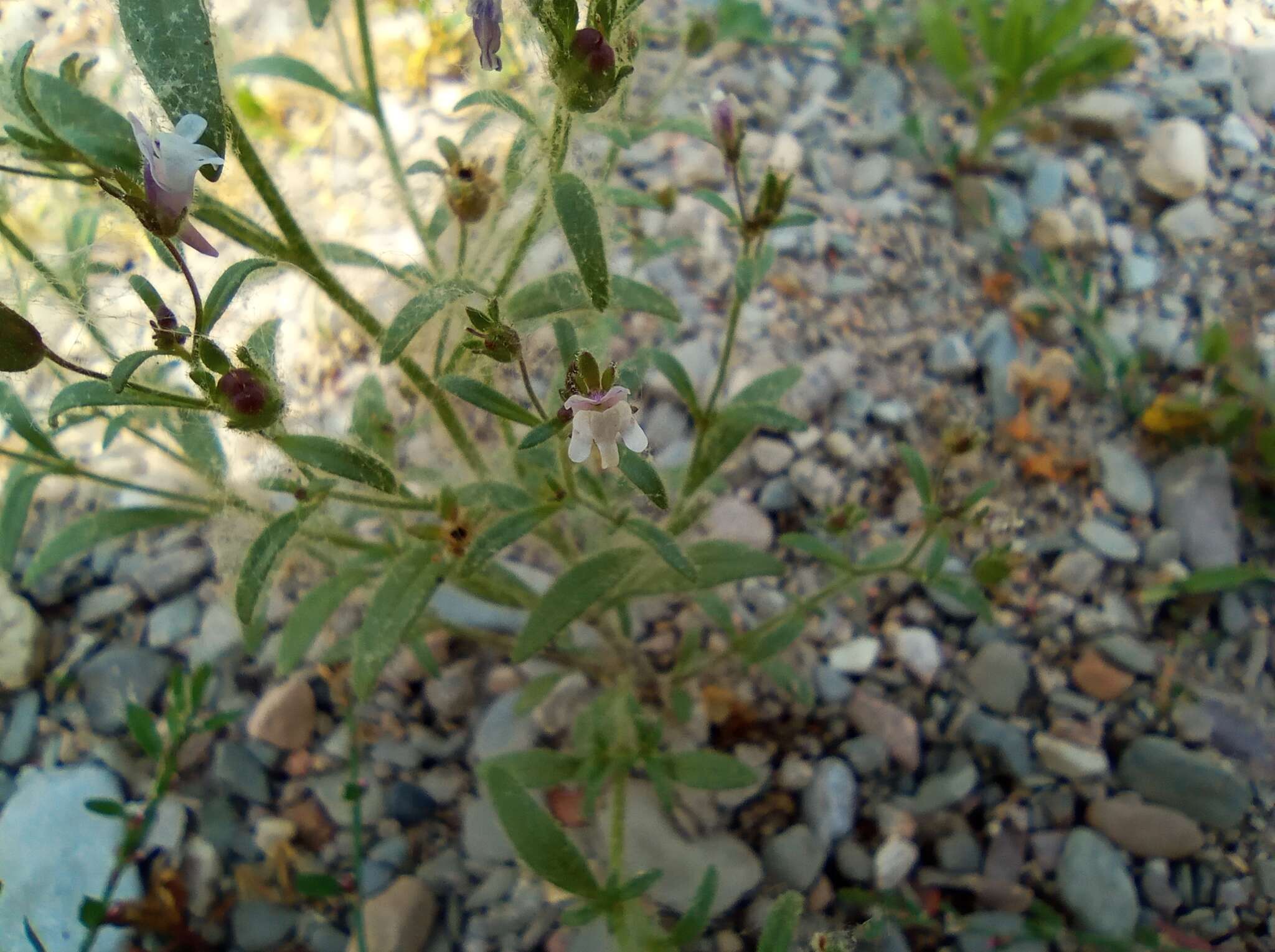 Image of Chaenorhinum minus subsp. minus