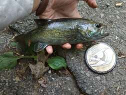 Image of Cahaba bass