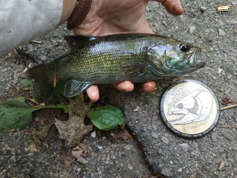 Image of Cahaba bass