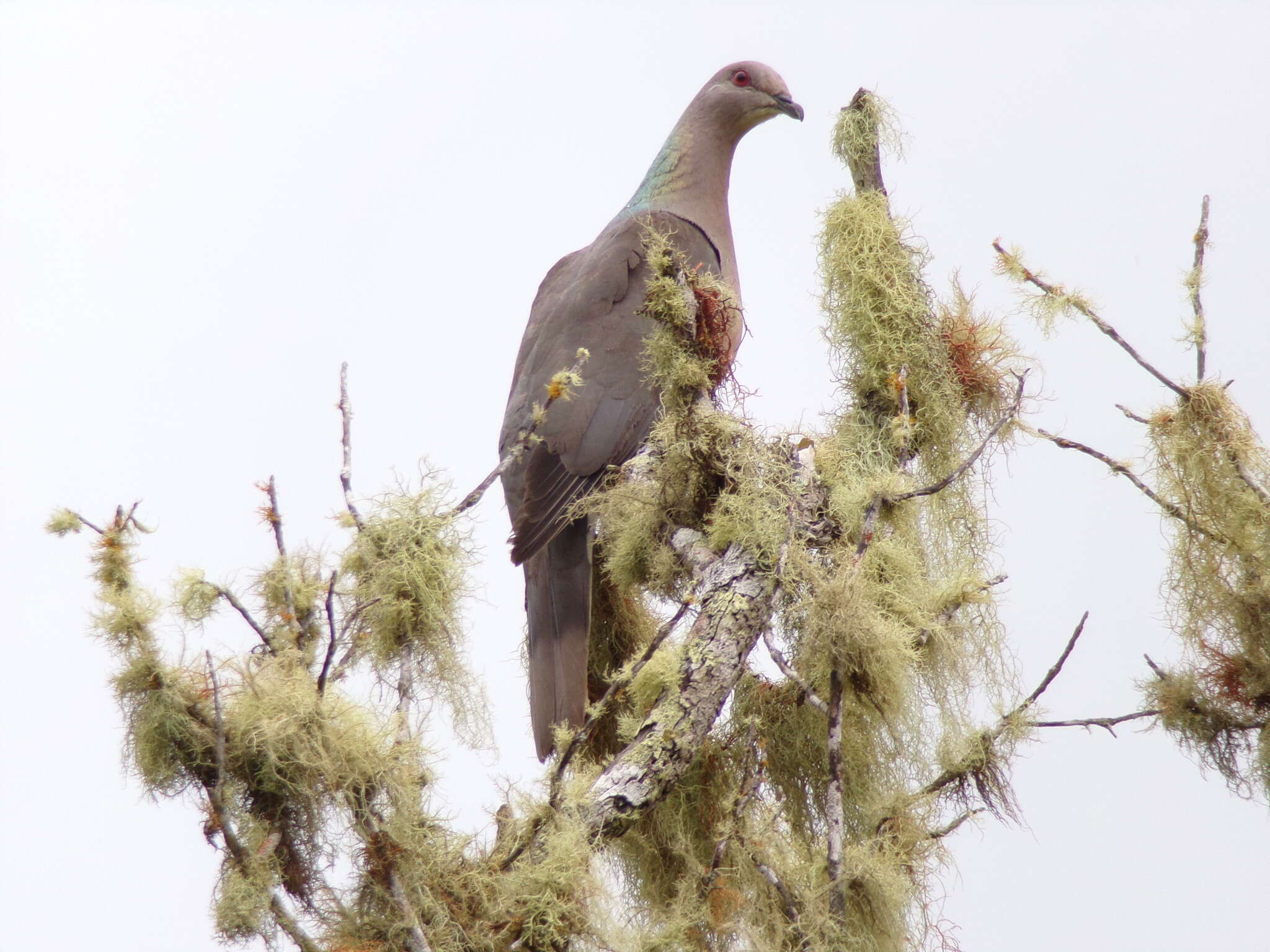 Image of Ring-tailed Pigeon