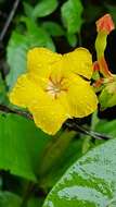 Mandevilla rugellosa (Rich.) L. Allorge-Boiteau resmi