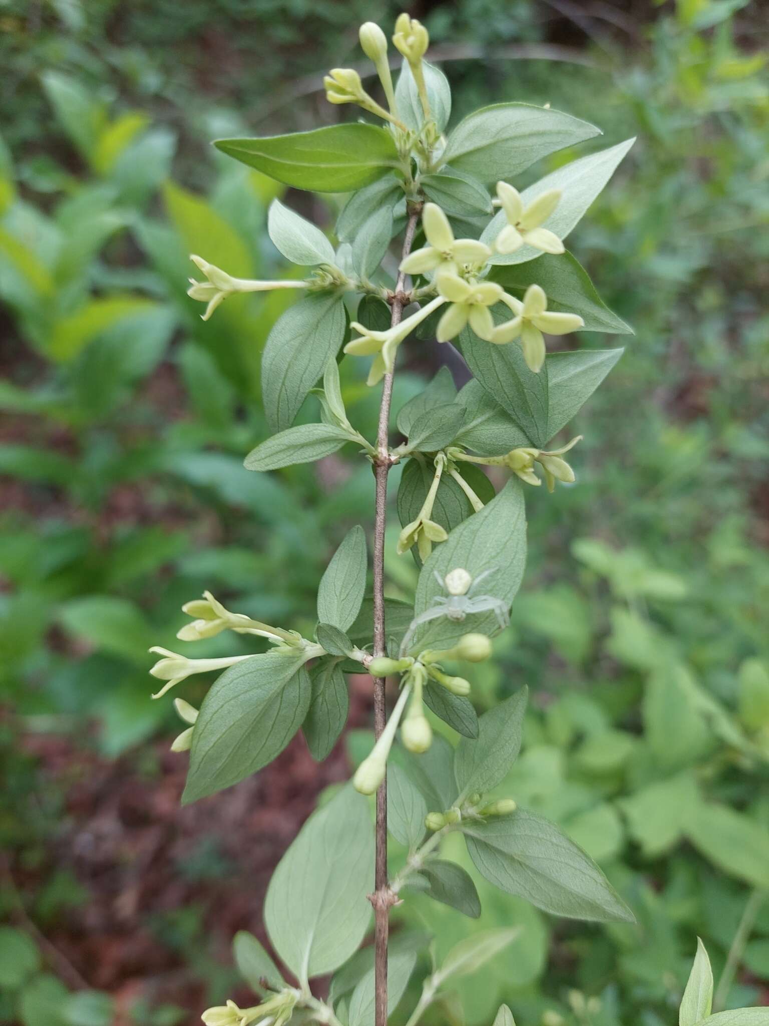 Image of Bouvardia multiflora (Cav.) Schult. & Schult. fil.