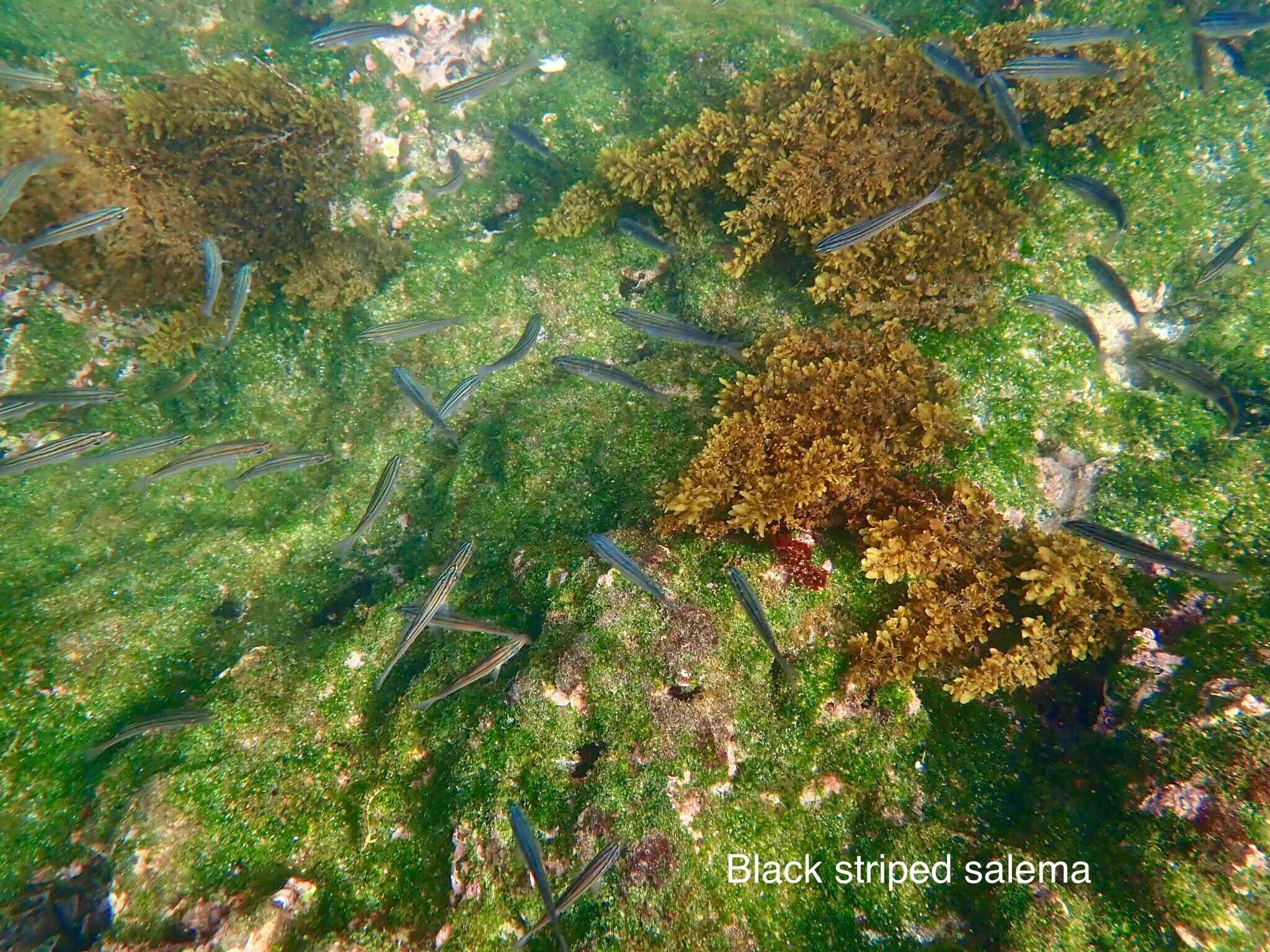 Image of Black-striped salema